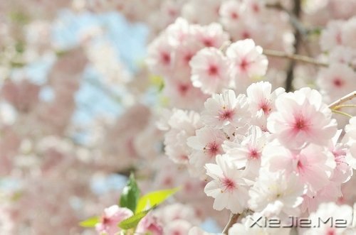 选择最淡的心事，诠释坎坷的人生 (5)