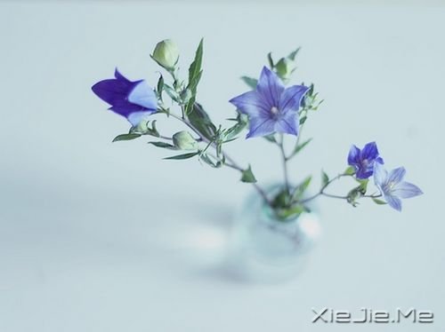 早安心语：像淑女一样处事，像爷们儿一样思考 (2)