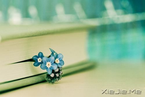 早安心语：像淑女一样处事，像爷们儿一样思考 (8)